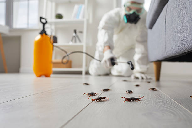 Affordable Termite Control solutions in Seaman, OH